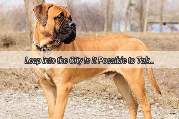 Leap into the City Is It Possible to Take Your Dog on the Bus Find Out Now